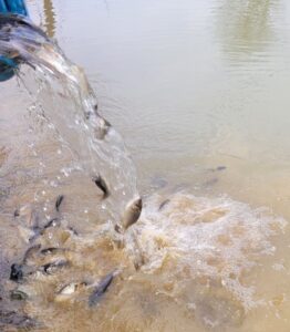 Поповнення у водоймах Квітки полонини